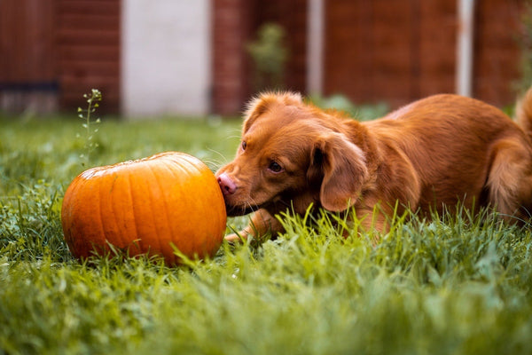 Health benefits of pumpkin for outlet dogs