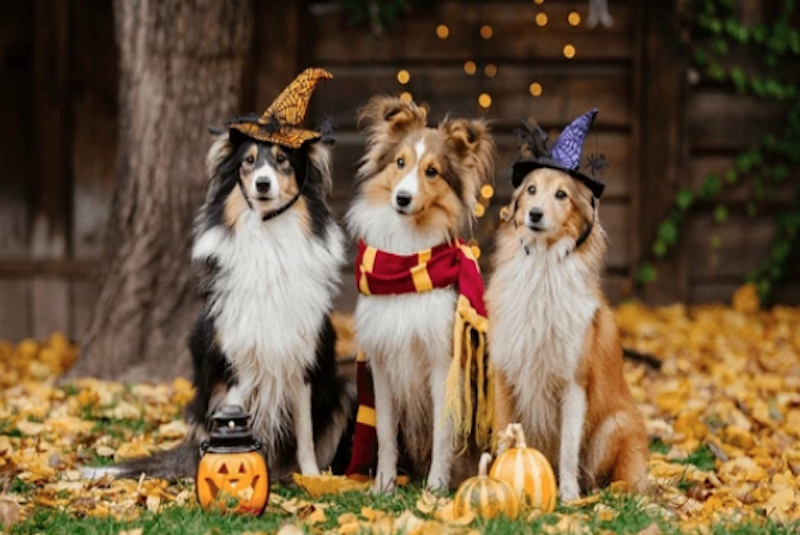 Goblindoodles, Count Dachula, and Frankenspaniel! The Surprising Canine History of Halloween 👻