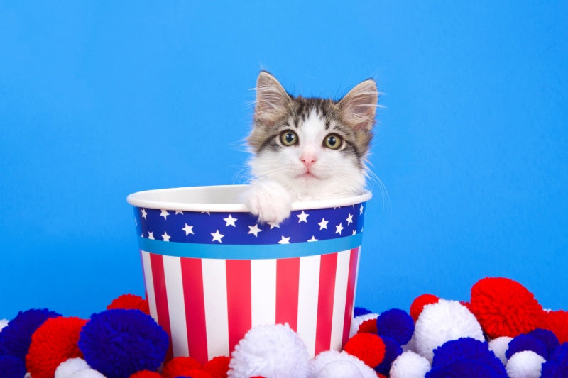 A Return to the Catosphere: Cat Independence Day Edition!