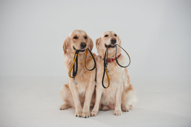 The Hug-A-Dog Harness: Inspired By Dachshunds' Unique Shape