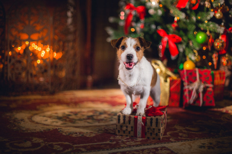 25 Cute Christmas Gifts for Dogs, Cats & Owners - King Duke's