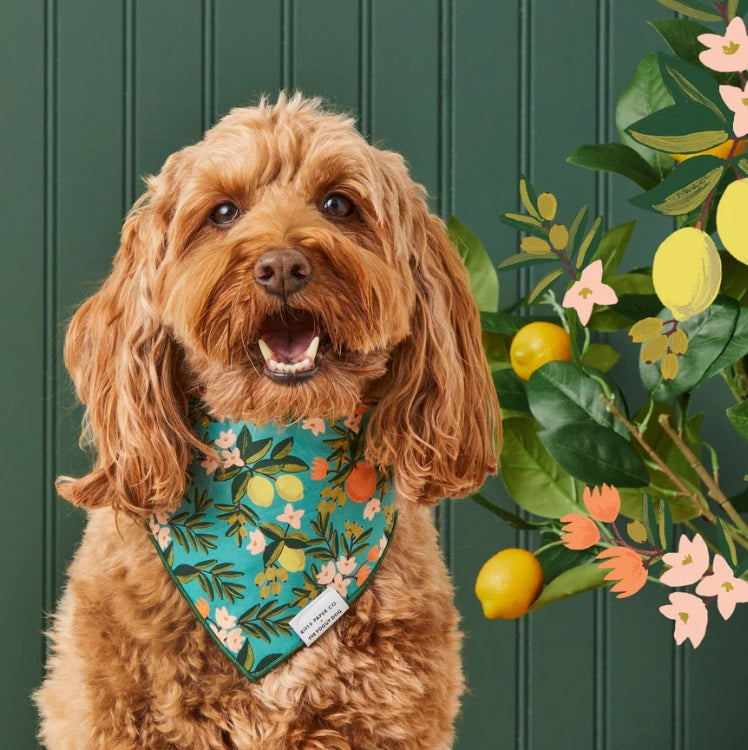 The Foggy Dog - Rifle Paper Co. x TFD Citrus Floral Dog Bandana