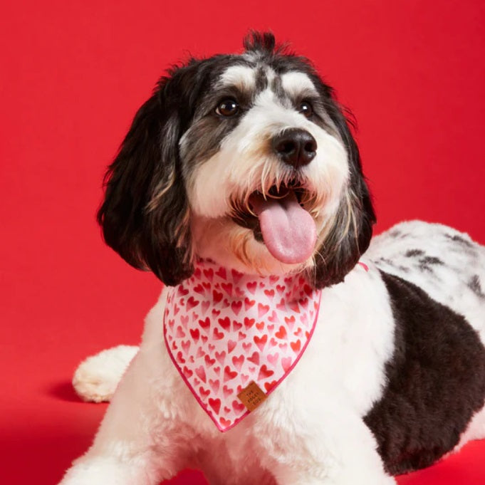 The Foggy Dog - Heart Throb Bandana