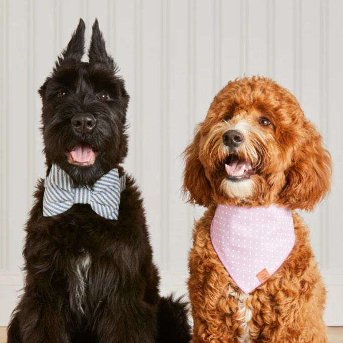 The Foggy Dog - Lake Blue Stripe Bow Tie