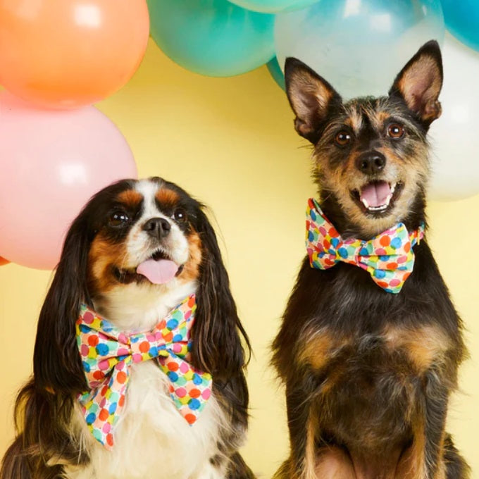 The Foggy Dog - Pup, Pup, and Away Dog Bow Tie