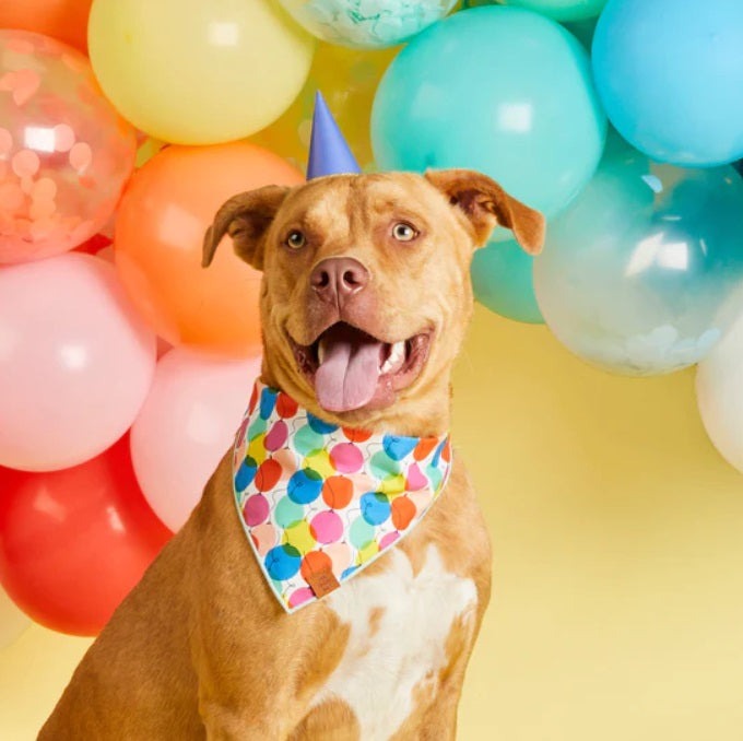 The Foggy Dog - Pup, Pup and Away Bandana