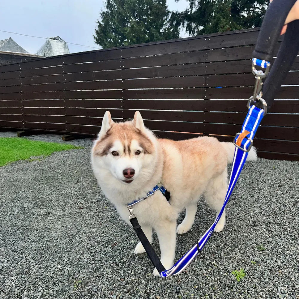 Reflective Service Leash Lifestyle Image in Blue