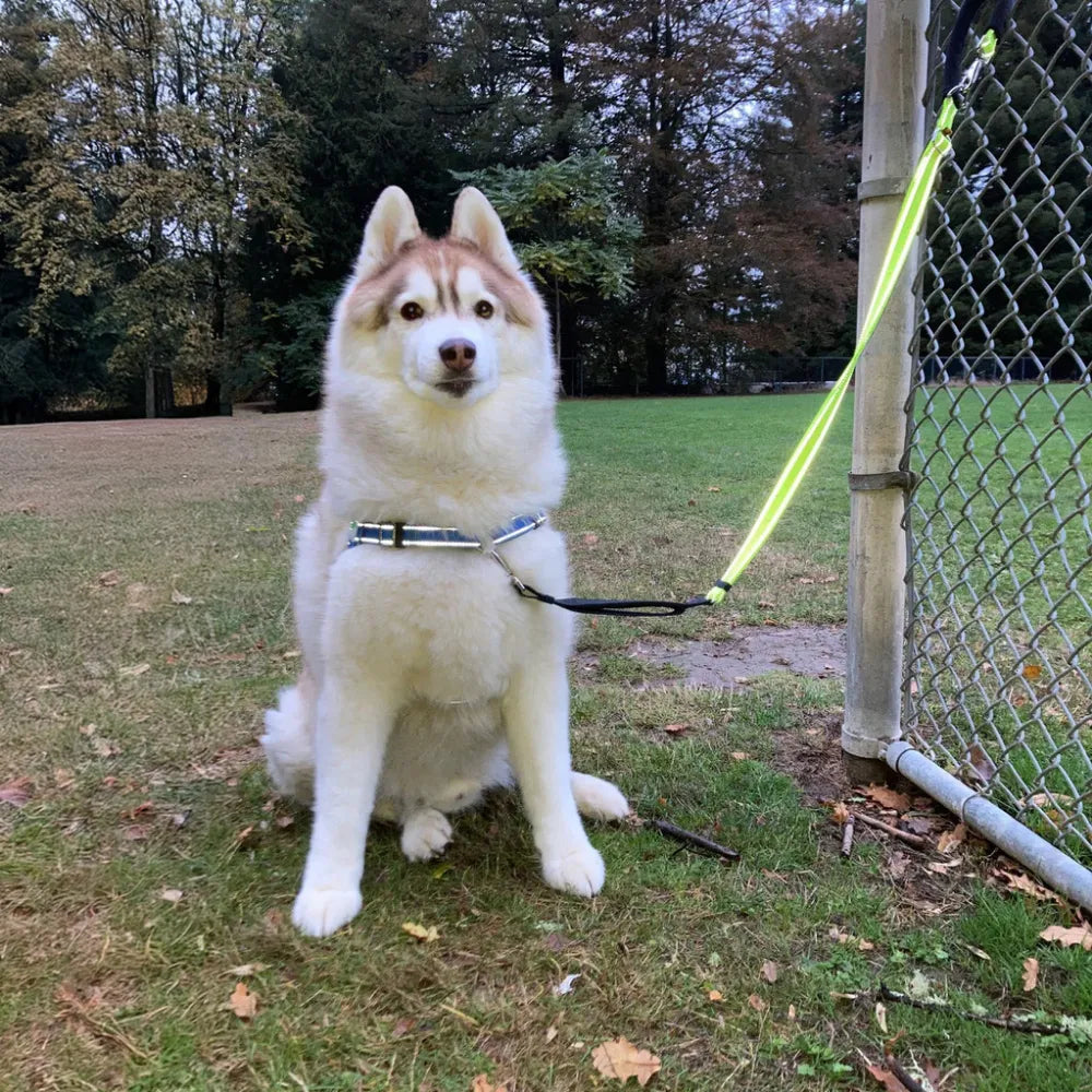 Reflective Service Leash Lifestyle Image in Blue