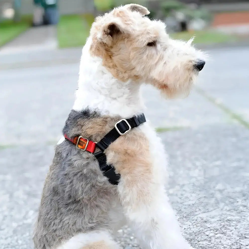 Wonder Walker Body Harness Dog Harness King Duke s Beaverton