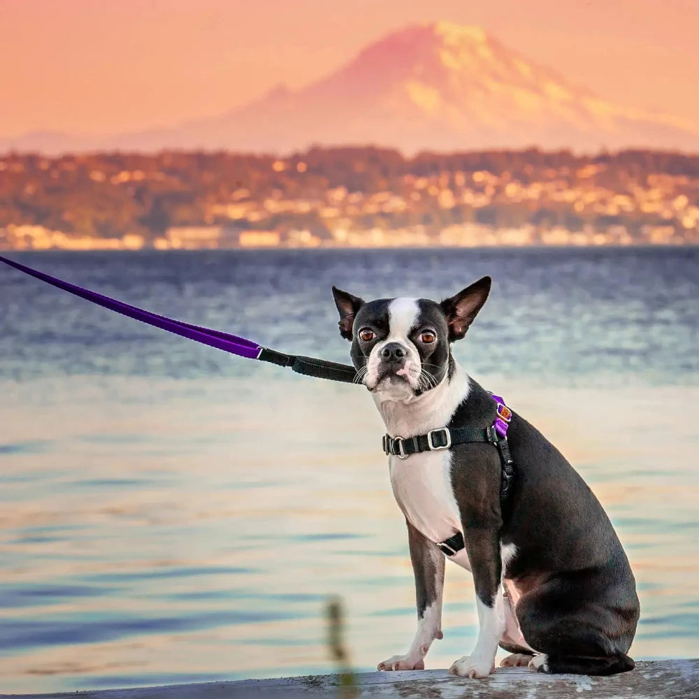 Wonder Walker No-Pull Dog Harnesses in purple