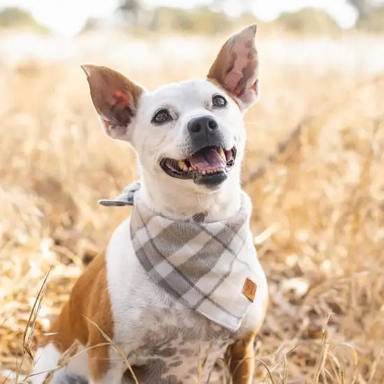 The Foggy Dog - Andover Plaid Flannel Bandana