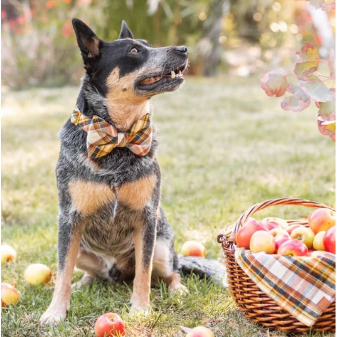 The Foggy Dog - Cornucopia Flannel Bow Tie