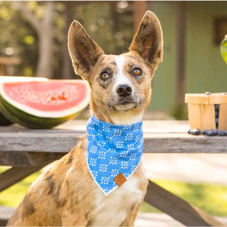 The Foggy Dog - Eyelet Stripe Bandana