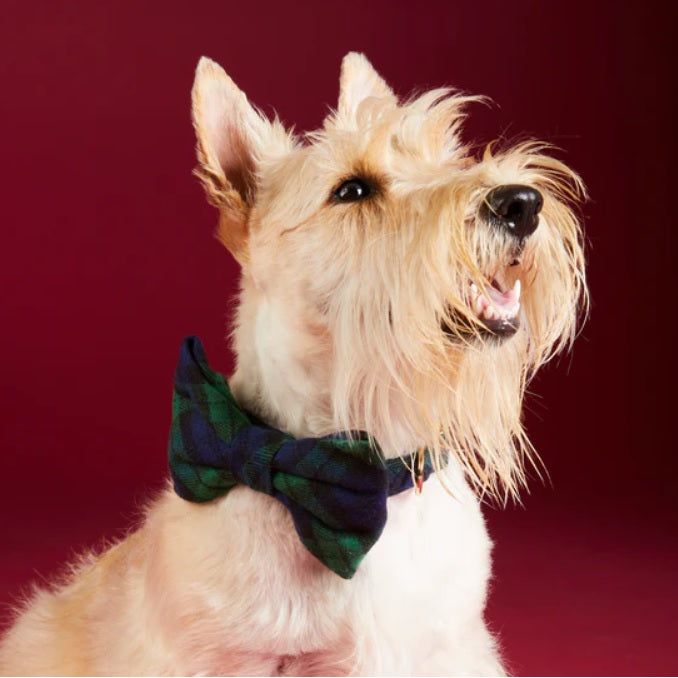 The Foggy Dog - Black Watch Bow Tie