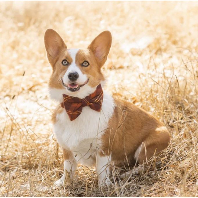 The Foggy Dog - Cider Plaid Bow Tie