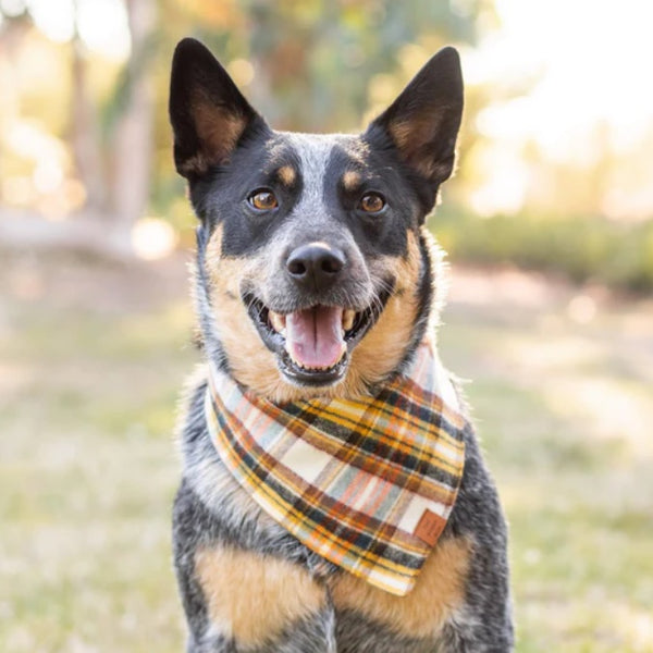 Duke best sale dog bandana