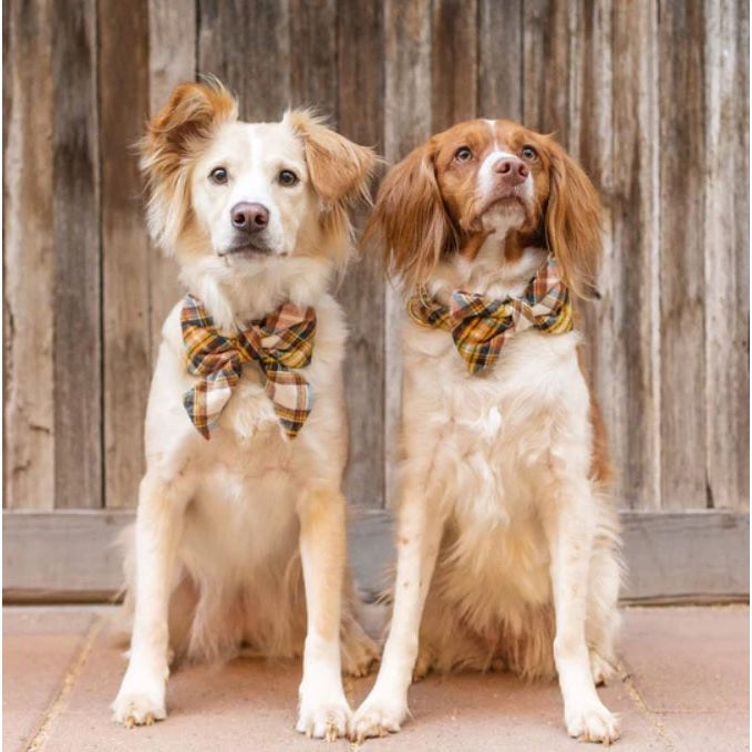 The Foggy Dog - Cornucopia Flannel Lady Bow Tie