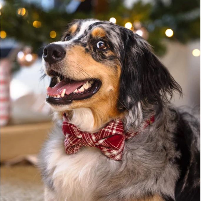 The Foggy Dog - Marsala Plaid Flannel Bow Tie