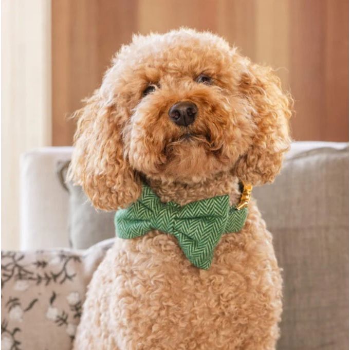 The Foggy Dog - Green Herringbone Flannel Bow Tie