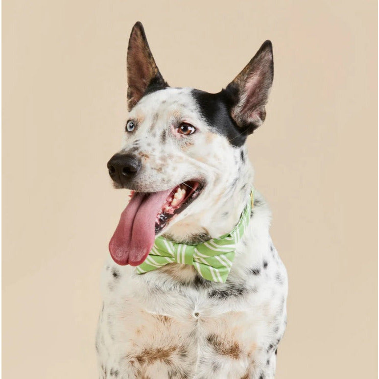 The Foggy Dog - Sprout Stripe Bow Tie