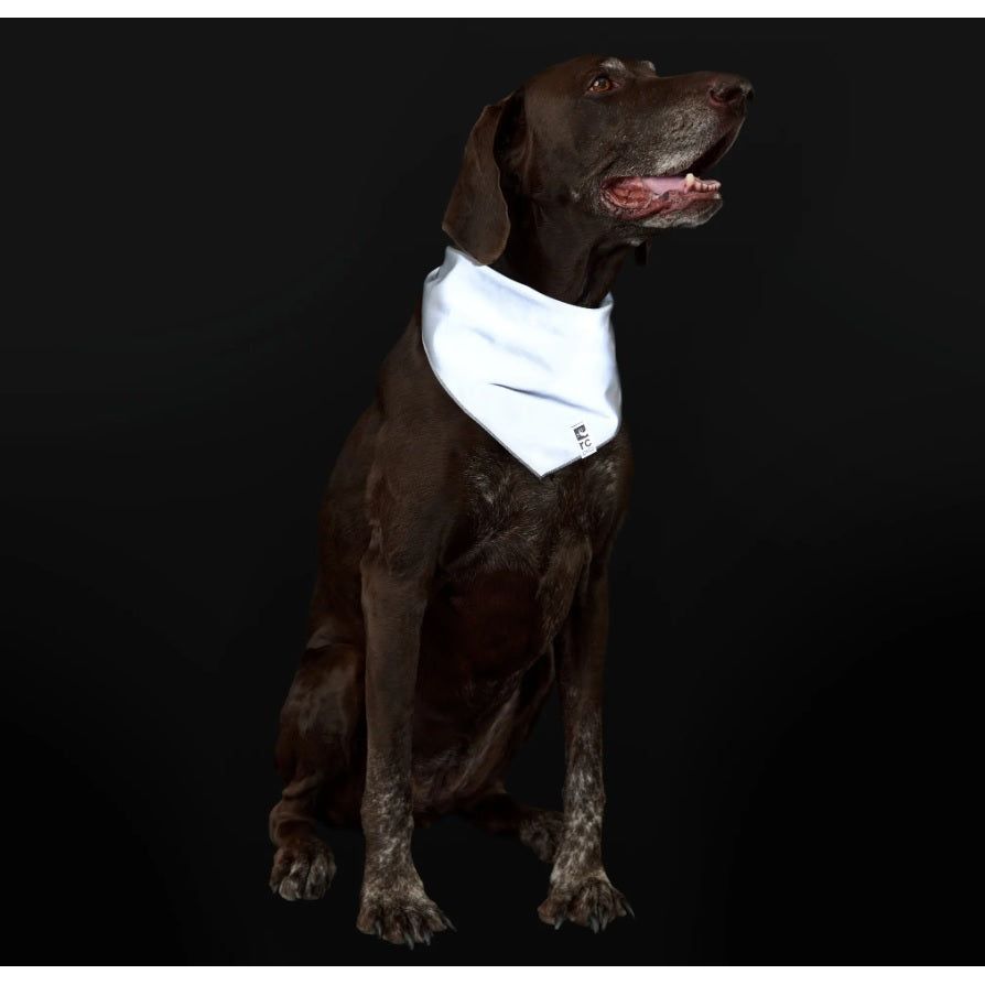 Reflective bandana 2024 for dogs