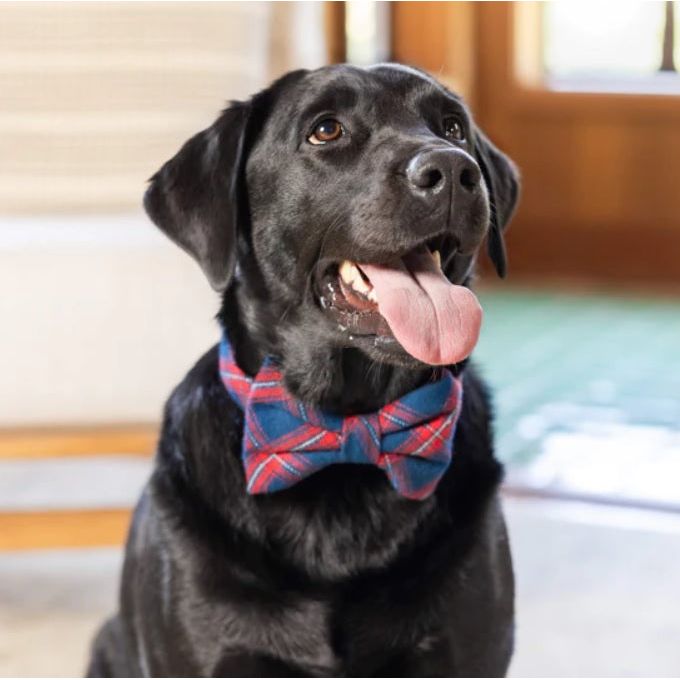 The Foggy Dog - Kingston Plaid Flannel Bow Tie