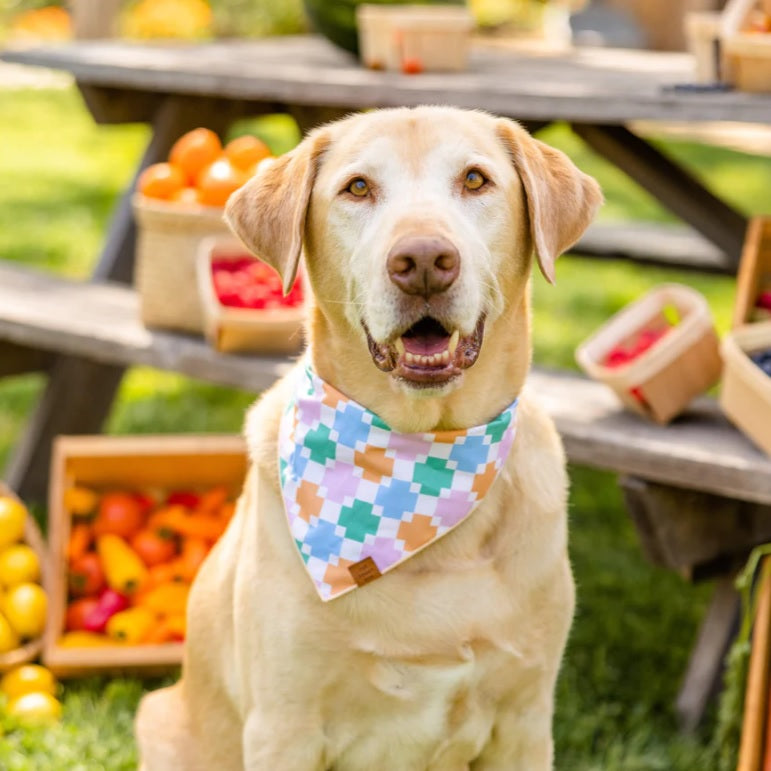 The Foggy Dog - Patchwork Quilt Bandana