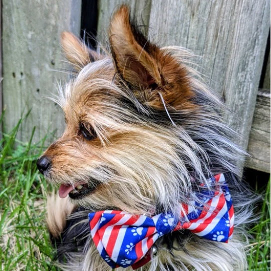 Huxley & Kent - Paws and Stripes Bow Tie