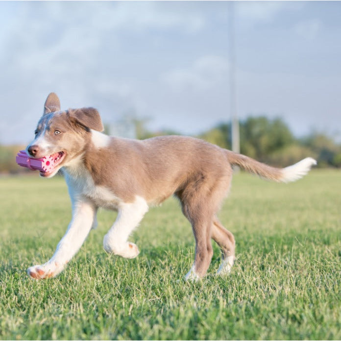 Kong - Teething Stick