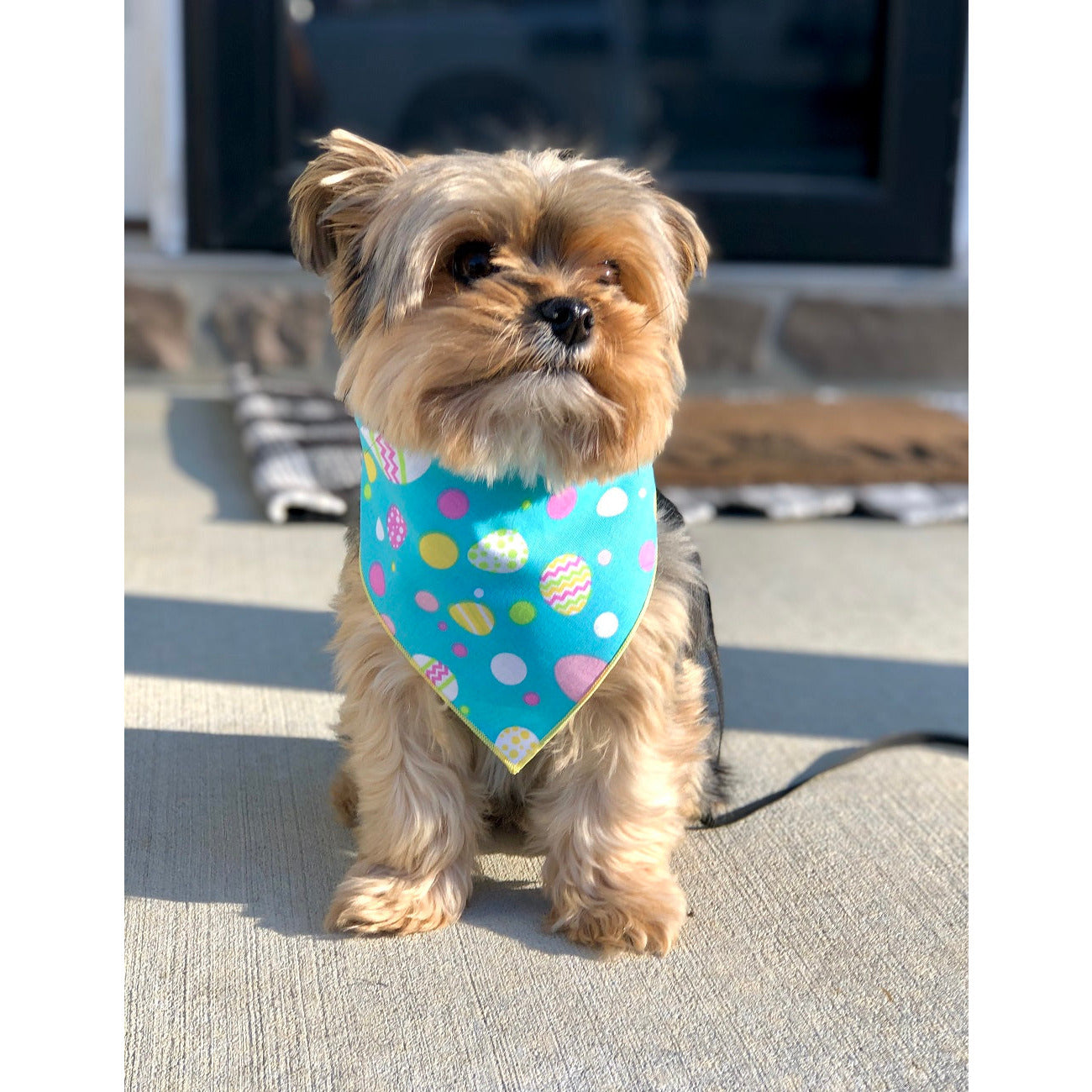 Paisley Paw Designs - Teal Easter Eggs Bandana