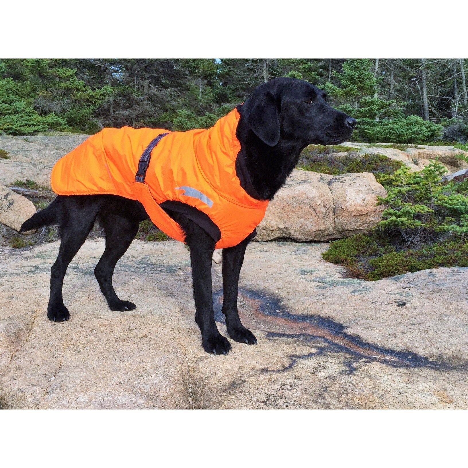 Hurrta summit dog parka hotsell