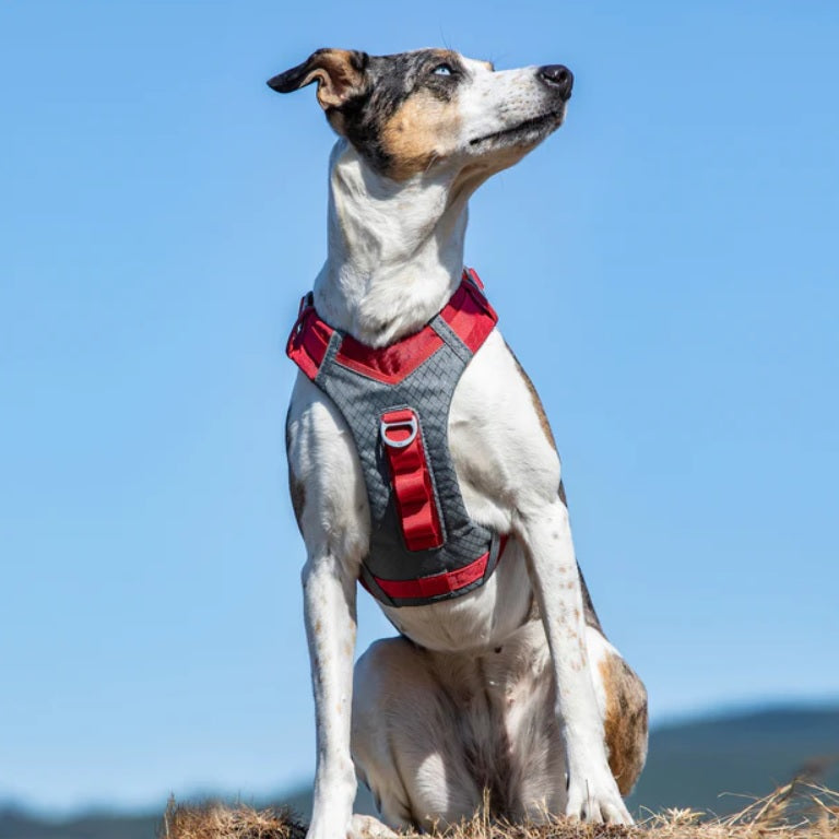 Kurgo - Journey Air Dog Harness