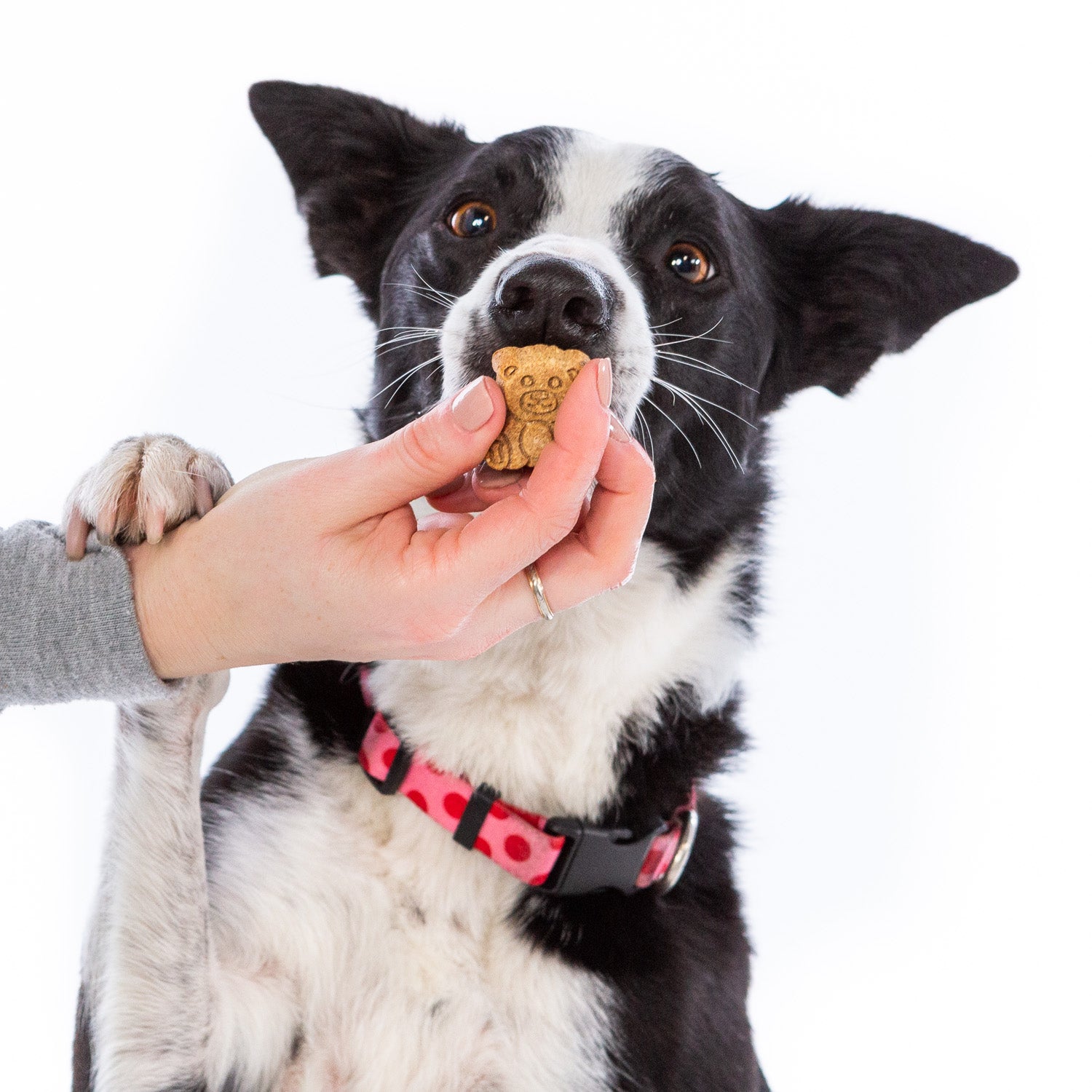 Crown to Tail Organic Sweet Potato Pie Crunchy Dog Treats