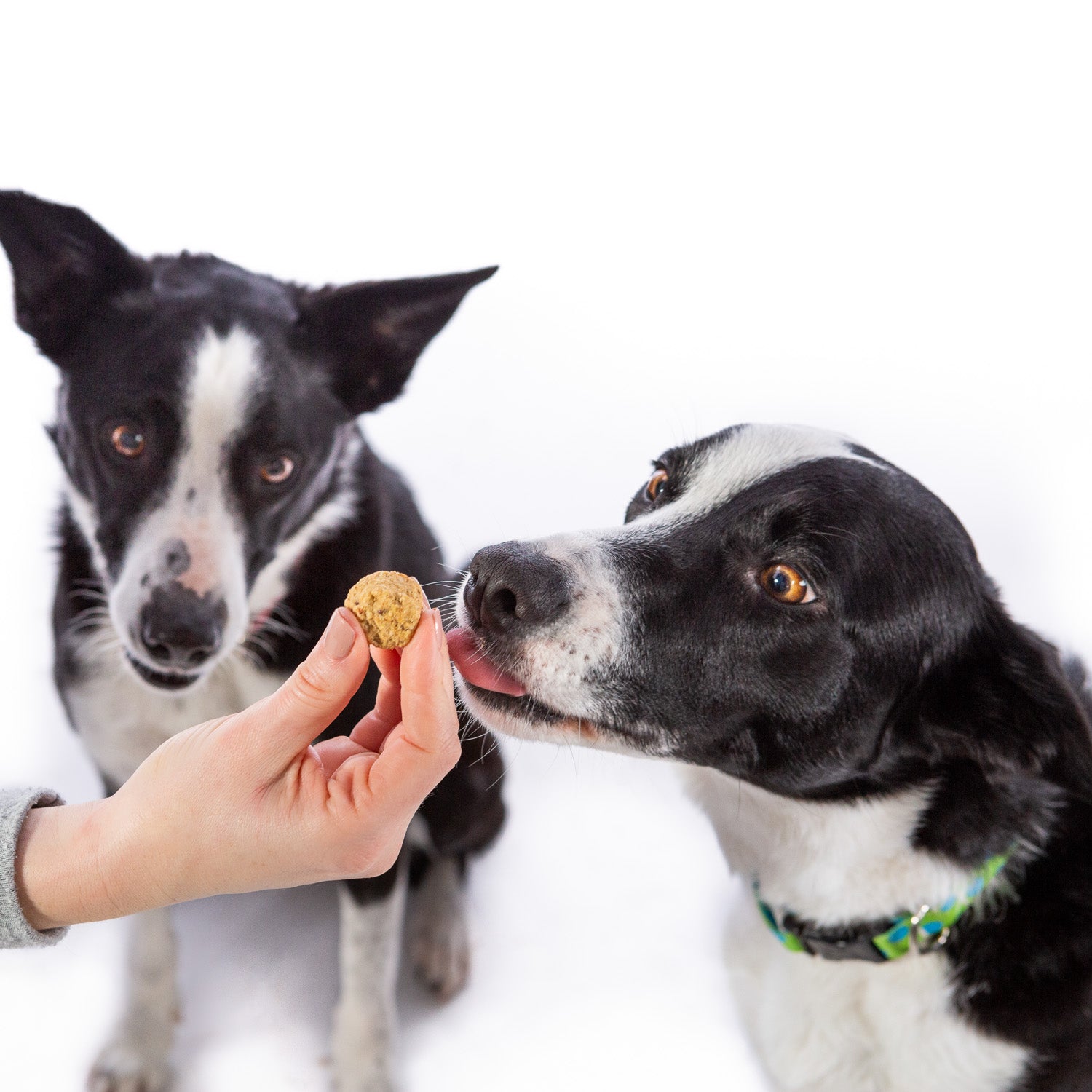 Crown to Tail Chicken Pot Pie Soft Chew Dog Treats