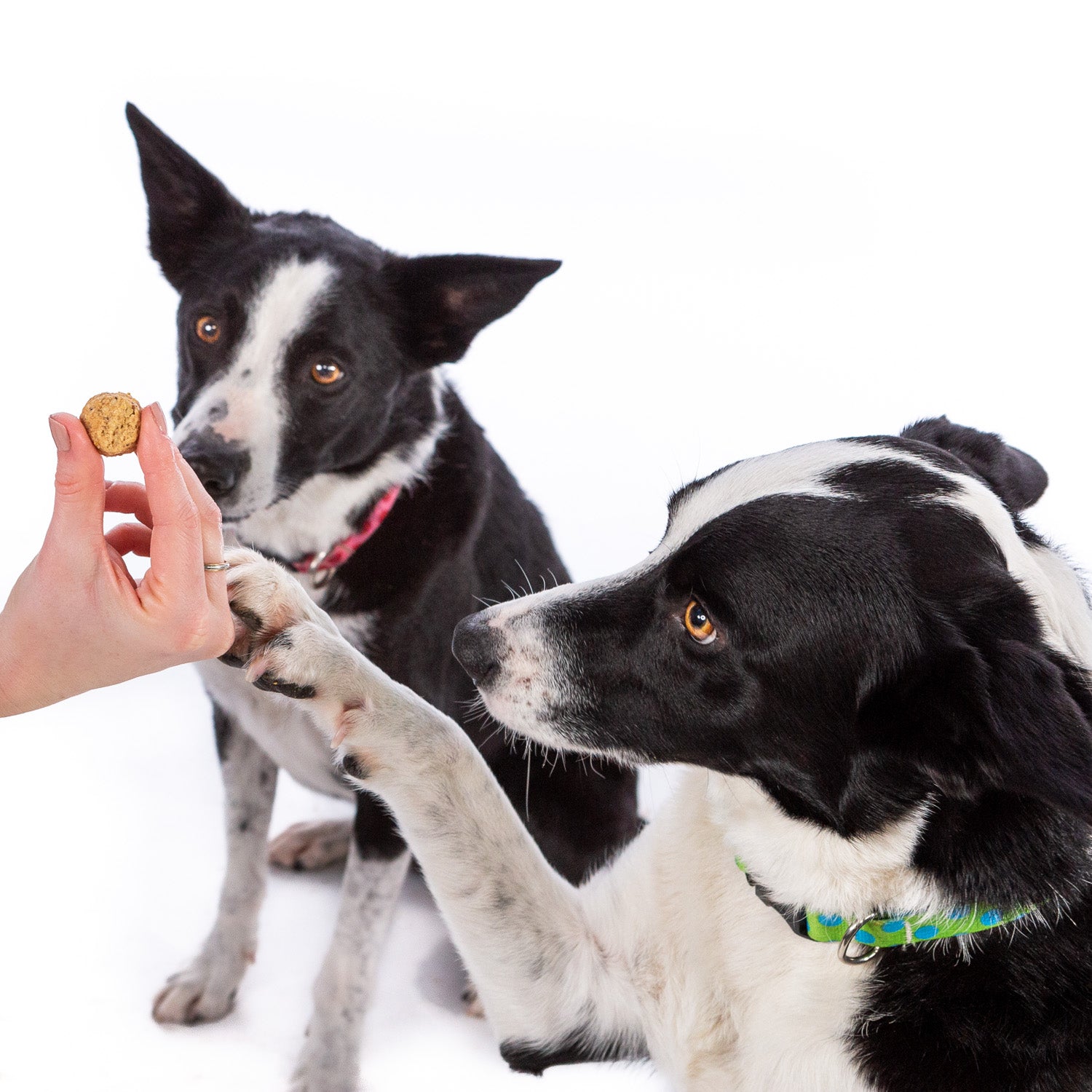 Crown to Tail Oatmeal Cookie Soft Chew Dog Treats