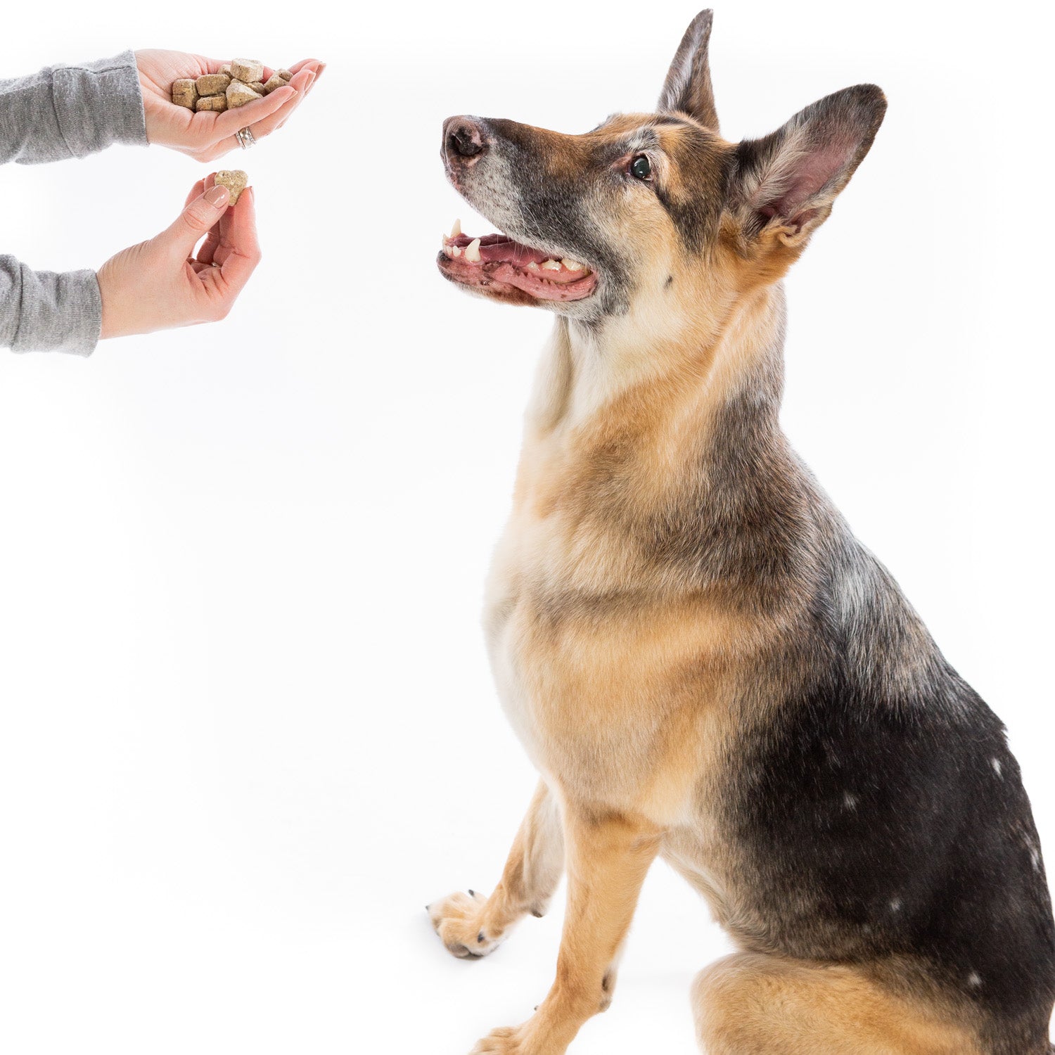 What's Barking - Pumpkin Ginger Soft Chew Dog Treats {with probiotics}