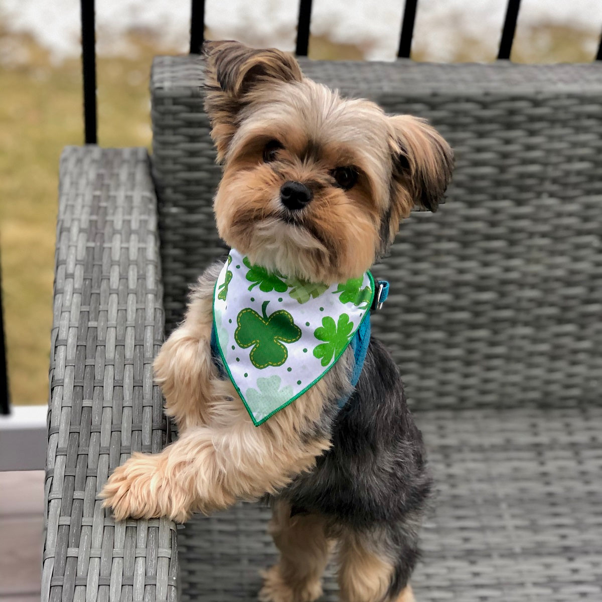 Paisley Paw Designs - Shamrock St. Patrick's Bandana