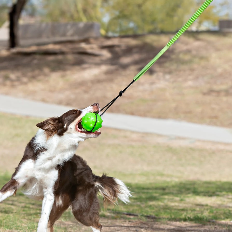 Jolly Pet - Tree Tugger