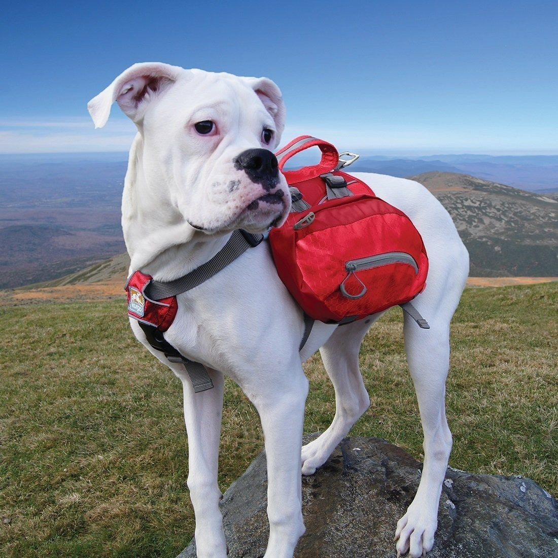 Kurgo - Baxter Dog Backpack