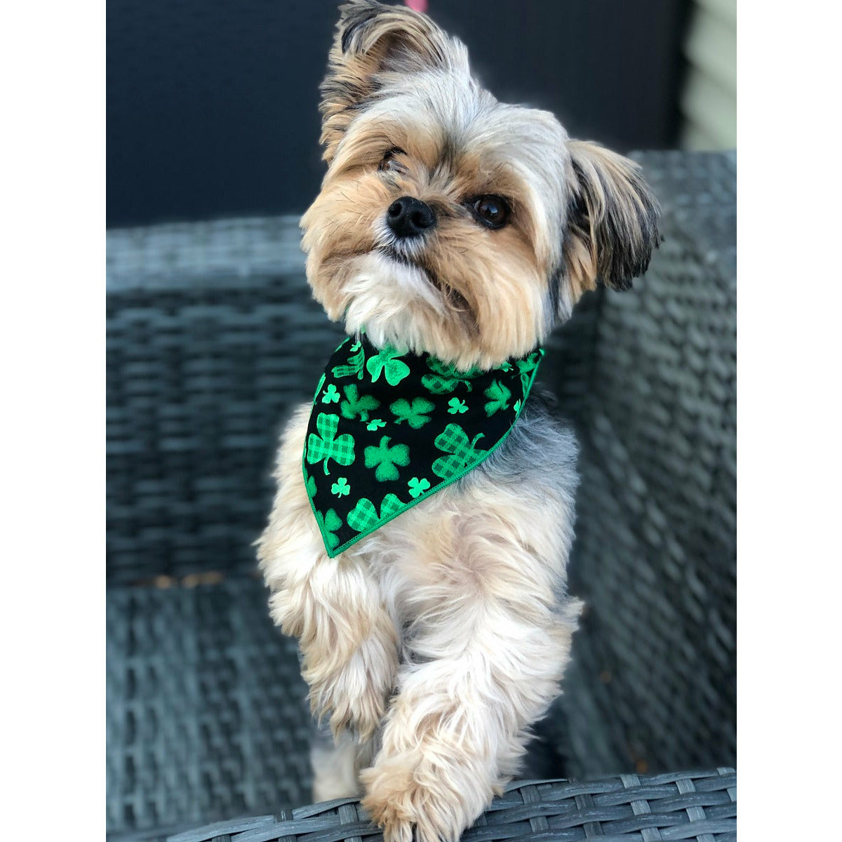 Paisley Paw Designs - Shamrock St. Patrick's Bandana