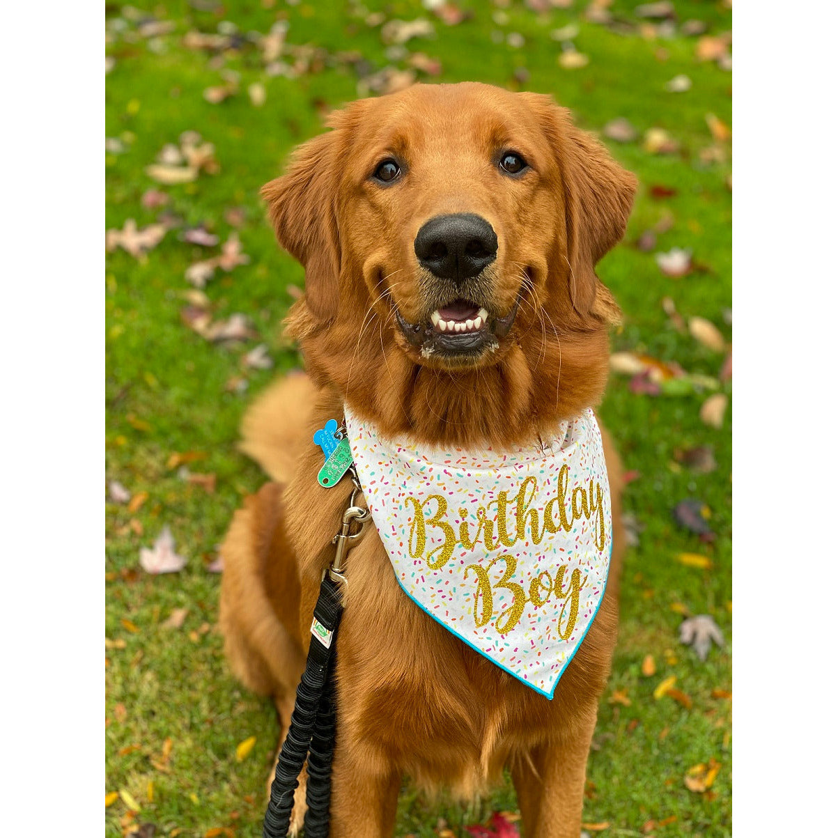 Paisley Paw Designs - Confetti Birthday Bandana (Glitter Letters)