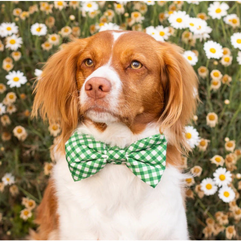 The Foggy Dog - Grass Gingham Bow Tie