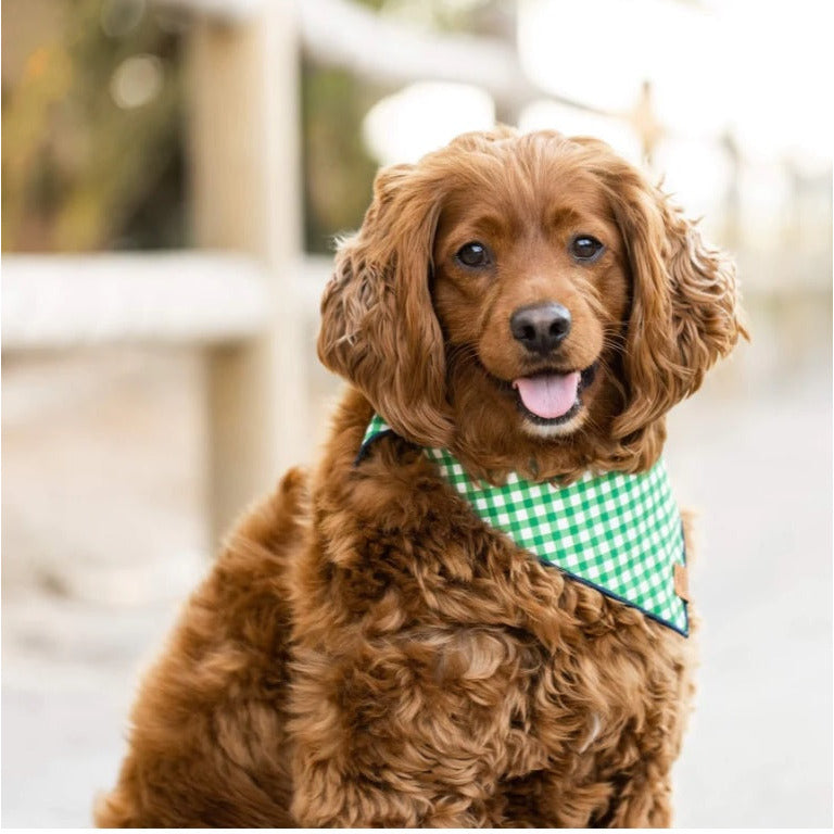 The Foggy Dog - Grass Gingham Bandana