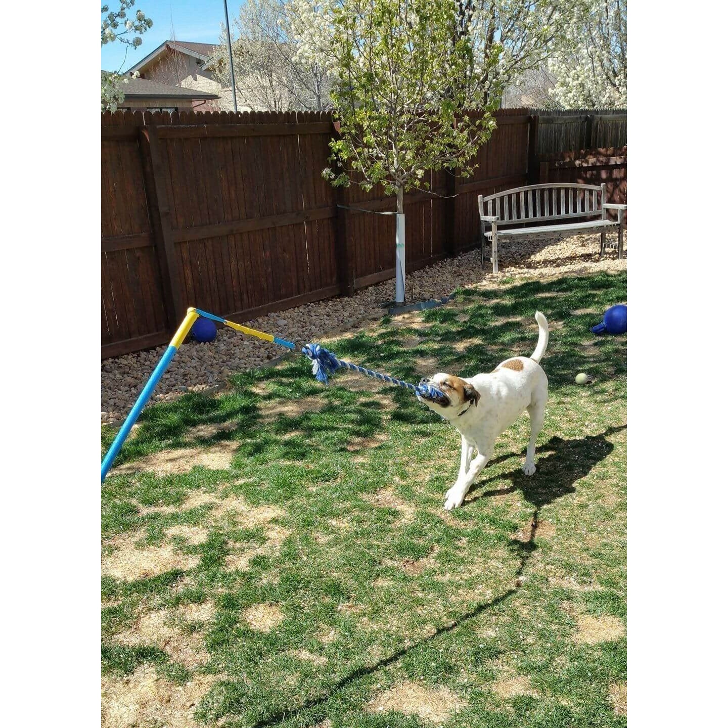 Homemade dog tether tug sale