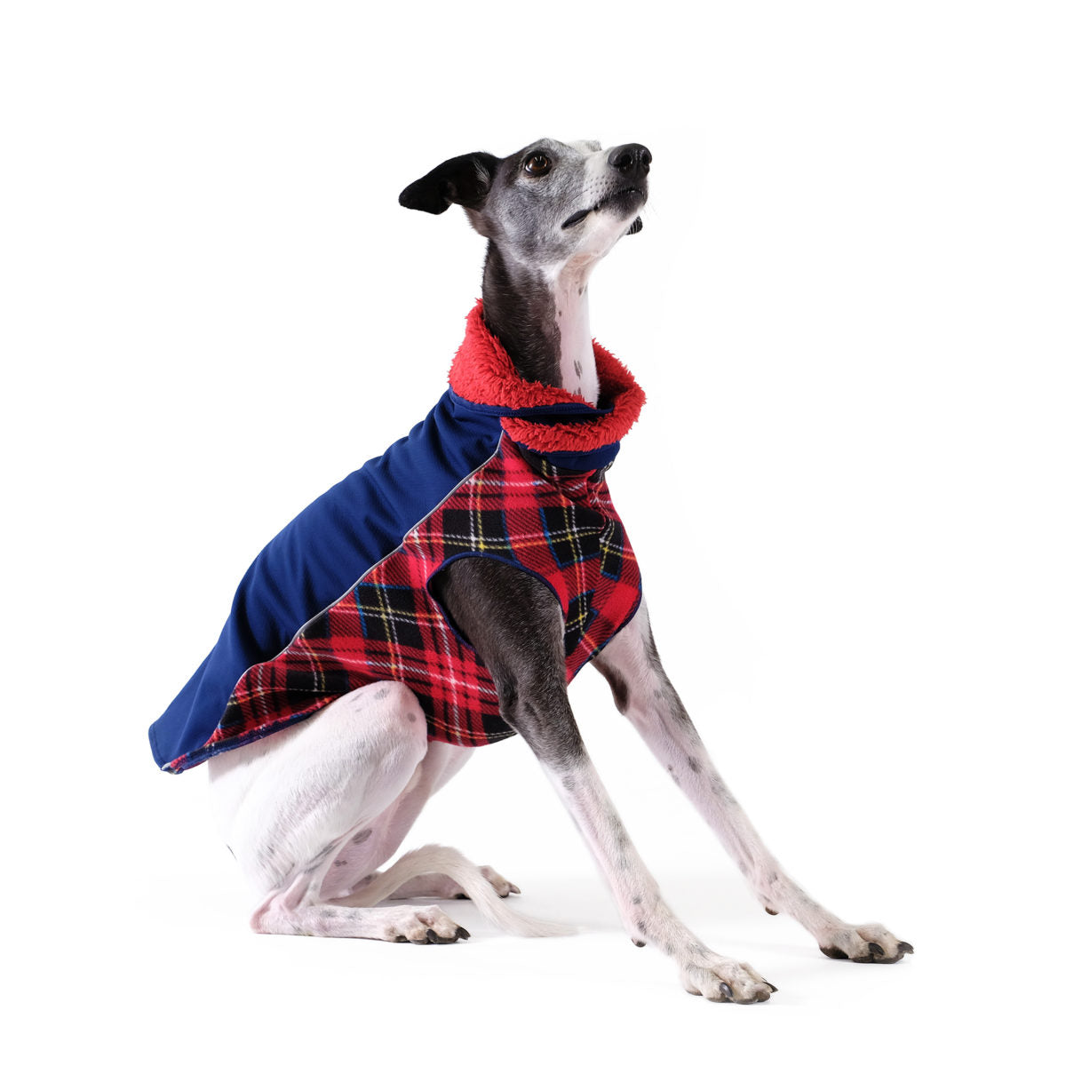 Tartan greyhound hotsell