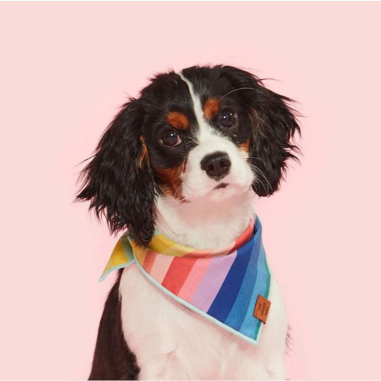 The Foggy Dog - Over the Rainbow Bandana