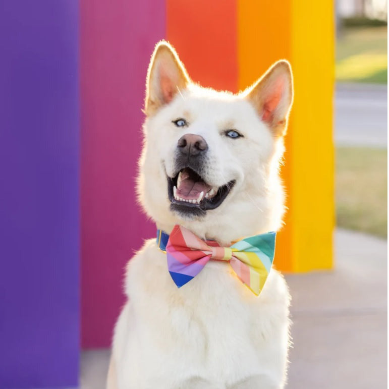 The Foggy Dog - Over the Rainbow Bow Tie