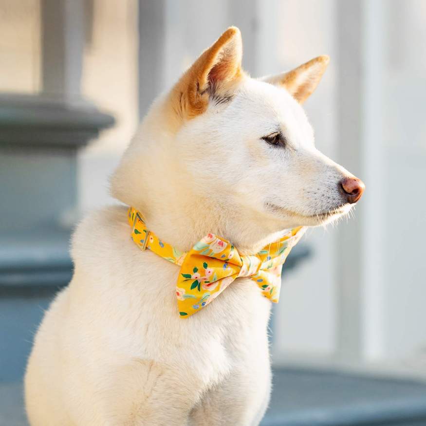 The Foggy Dog - Sunny Days Bow Tie & Collar Set