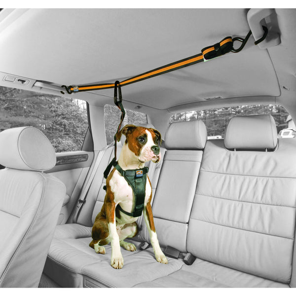Dog zipline harness store